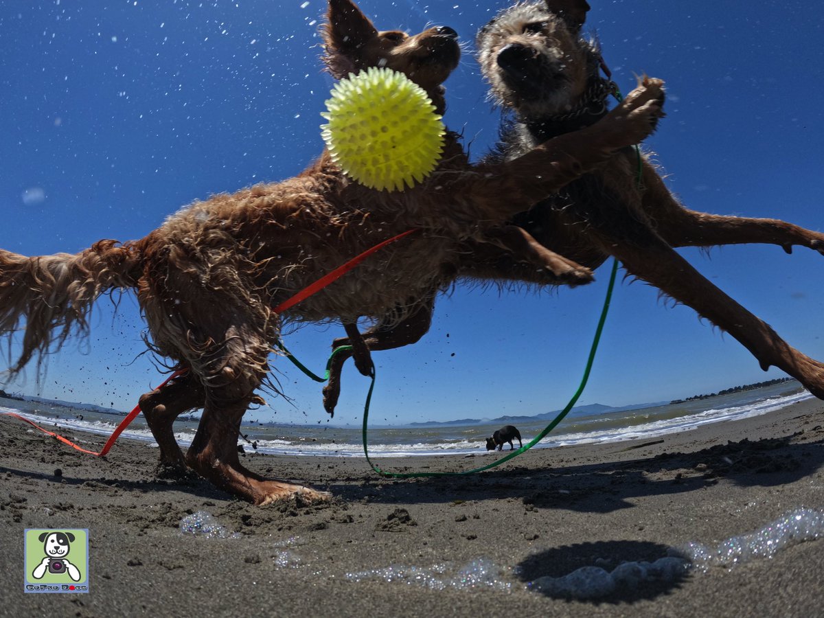 GoProCharlie1's tweet photo. GoPro Charlie sez geez my momz good at #goprohero10 action photos! πΆππΆπππππ #goprodogs #goprocharlie #goprophotos #dogcelebration #landofdogs #dogsoftwitter #wow πΆππΆππΎππππ https://t.co/EVwJEi4RLl