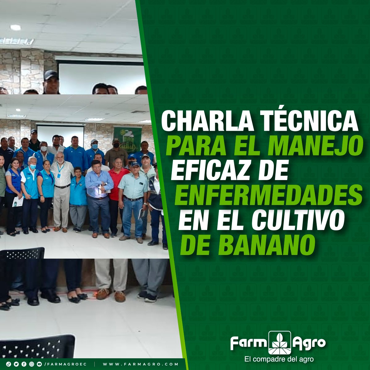 FarmagroEc's tweet photo. Tuvimos un gran día de aprendizaje en conjunto al GAD PARROQUIAL de #SanJuan con nuestros #AgricultoresBananeros de la zona, a quienes demostramos la eficacia de nuestro producto #ADMF, para controlar las enfermedades como el Moko en el cultivo.

#ElCompadreDelAgro https://t.co/BamdcB8fQ2