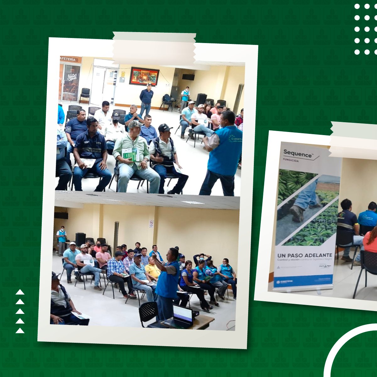 FarmagroEc's tweet photo. Tuvimos un gran día de aprendizaje en conjunto al GAD PARROQUIAL de #SanJuan con nuestros #AgricultoresBananeros de la zona, a quienes demostramos la eficacia de nuestro producto #ADMF, para controlar las enfermedades como el Moko en el cultivo.

#ElCompadreDelAgro https://t.co/BamdcB8fQ2
