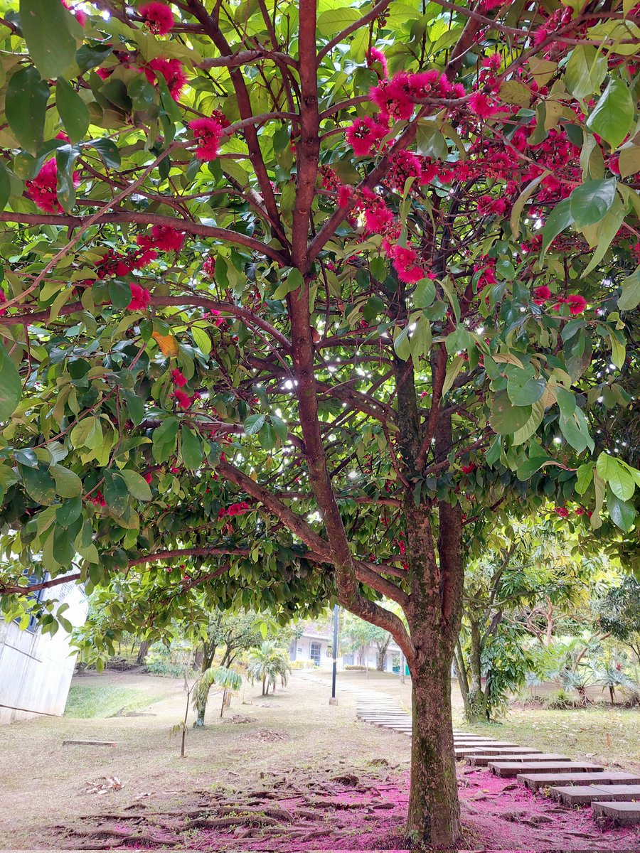 xinfinitysky's tweet image. lo más lindo que he visto hoy, el árbol de flores fucsias