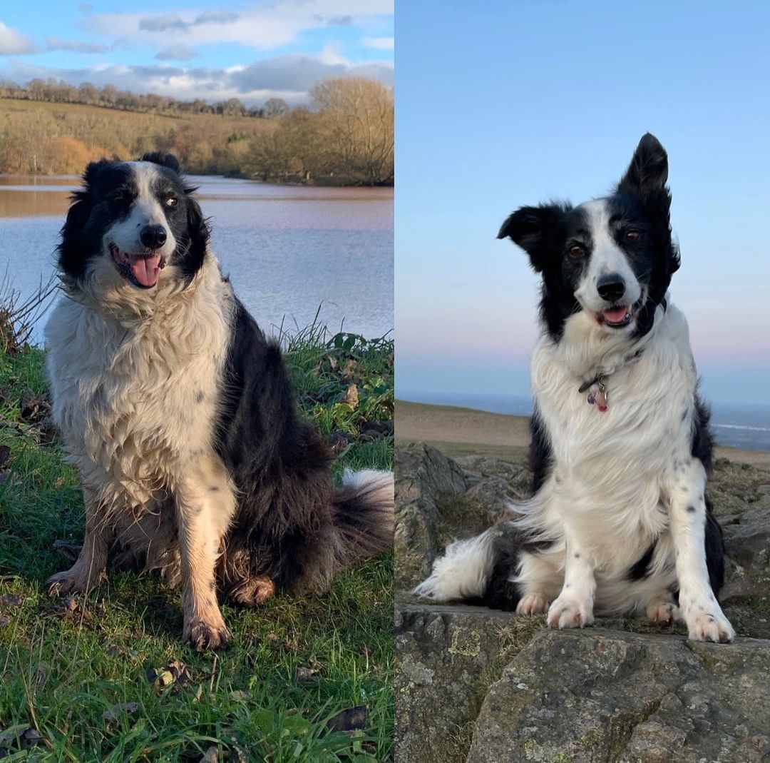 We absolutely LOVE seeing the end result of a dog's weight loss journey! Way to go, Misty! 🥇

📸 @misty_the_hydro_dog