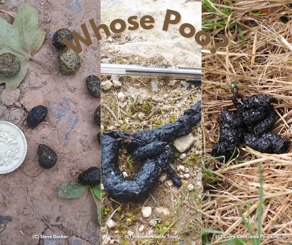Mammal_Society's tweet photo. It's time for a #FridayFun post!
Whose poo is whose ๐ฉ?
If you think you know then comment below ๐
#mammalpoo #mammalpoop #whoseiswhose #funfriday #fridayfunpost #whosepoo #UKmammal #UKwildlife #guesswho #funpost https://t.co/fSNPaIwFbe