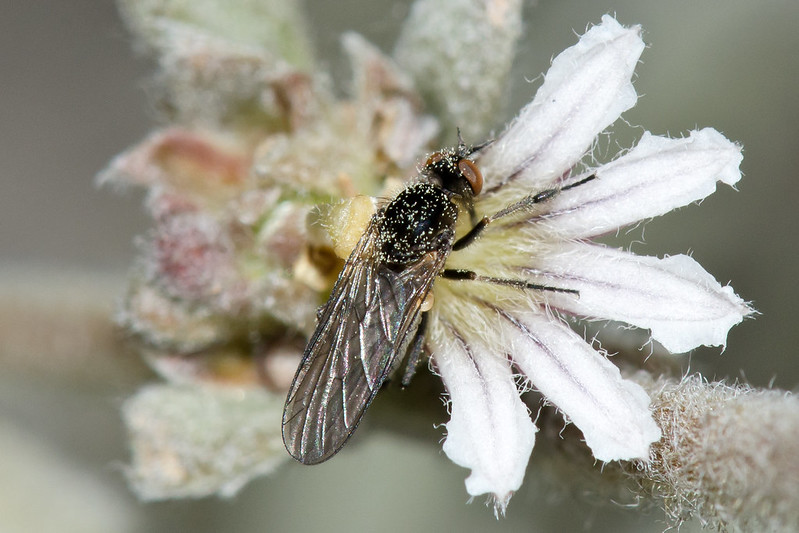 Flies are important insects that move pollen from flower to flower as they forage for nectar, effectively pollinating local flora.

The next time you hear someone say that flies are “useless”, you can kindly inform them of the important services they provide!
