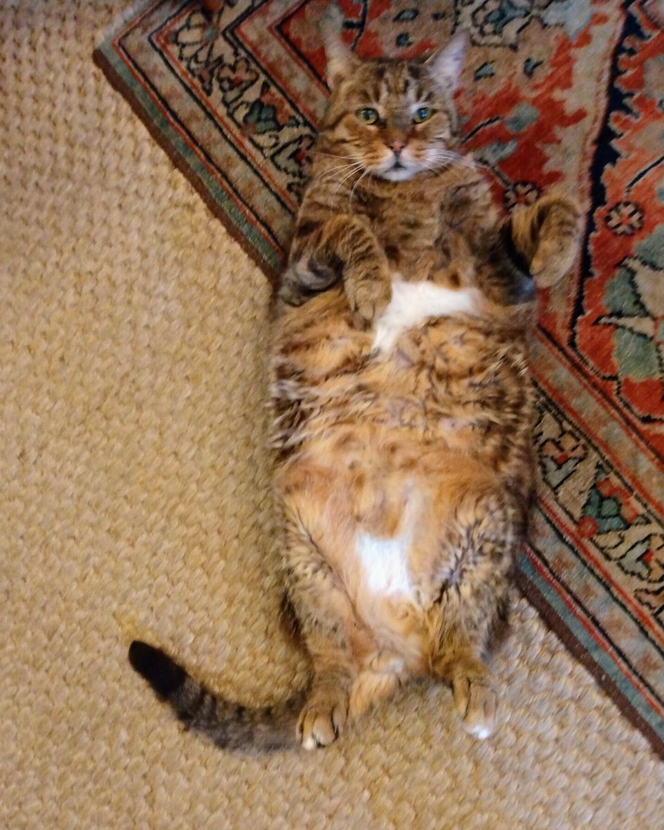 oldtownmanorkw's tweet photo. Belly rubs welcome. π±
.
.
#oldtownmanor #keywest #flkeys #lovefl #petfriendly #bedandbreakfast #greenhotel #rescuecat #fkspca https://t.co/L5LXFtEoWu