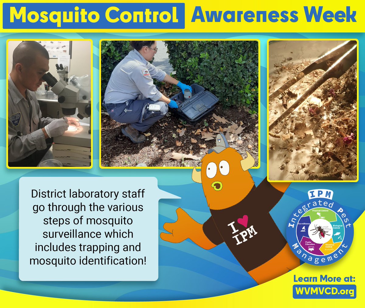 westvalleymvcd's tweet photo. Different species of mosquitoes can carry different vector-borne diseases! Our lab is able to efficiently identify these mosquitoes caught during surveillance! #mosquitocontrolweek
@CityofOntario @CityOfRC @CityofMontclair @City_of_Upland @CityofChinoGov @Chino_Hills https://t.co/MUmsSbpTuh