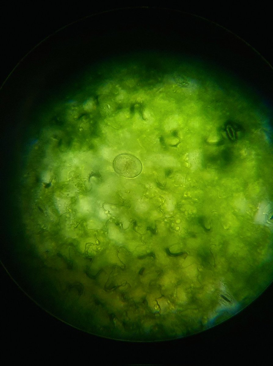 ChrisEckst's tweet photo. Ecky hat heute mikroskopiert und inspiriert von @hustendoktor gibt's heute die #microchallenge.
1. Welche Pflanzenorgane sind zu sehen?
2. Welcher Pflanzenteil lag unterm Mikroskop?
3. Welche Pflanze würde mikroskopiert?
Grüße gehen an @glowinginthesun https://t.co/Kd32MuP96Y
