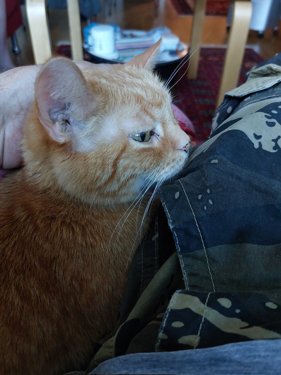 PaavotheCat tweet media
