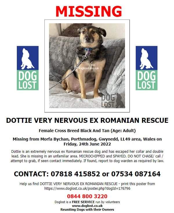 JohnDaffern2's tweet photo. 💥 URGENT - SIGHTINGS ONLY NEEDED - VERY NERVOUS EX- ROMANIAN RESCUE DOG SLIPPED HER COLLAR AND DOUBLE LEAD IN AN UNFAMILIAR AREA.💥
⛔️DO NOT CHASE/ call / attempt to grab,
‼️ DOTTIE IS MISSING from Morfa Bychan #Porthmadog #Gwynedd #LL49 since 24/6/22
https://t.co/gspGM6LCHg https://t.co/6RUsOeEb7S
