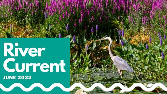 charlesriver's tweet photo. The June #RiverCurrent is here!
We present solutions for #ClimateChange with the #CharlesRiverFloodModel, Summer drought & Cyanobacteria updates, & more.
Read on > https://t.co/V1WjHz5pEO https://t.co/CGW7IWYsYx