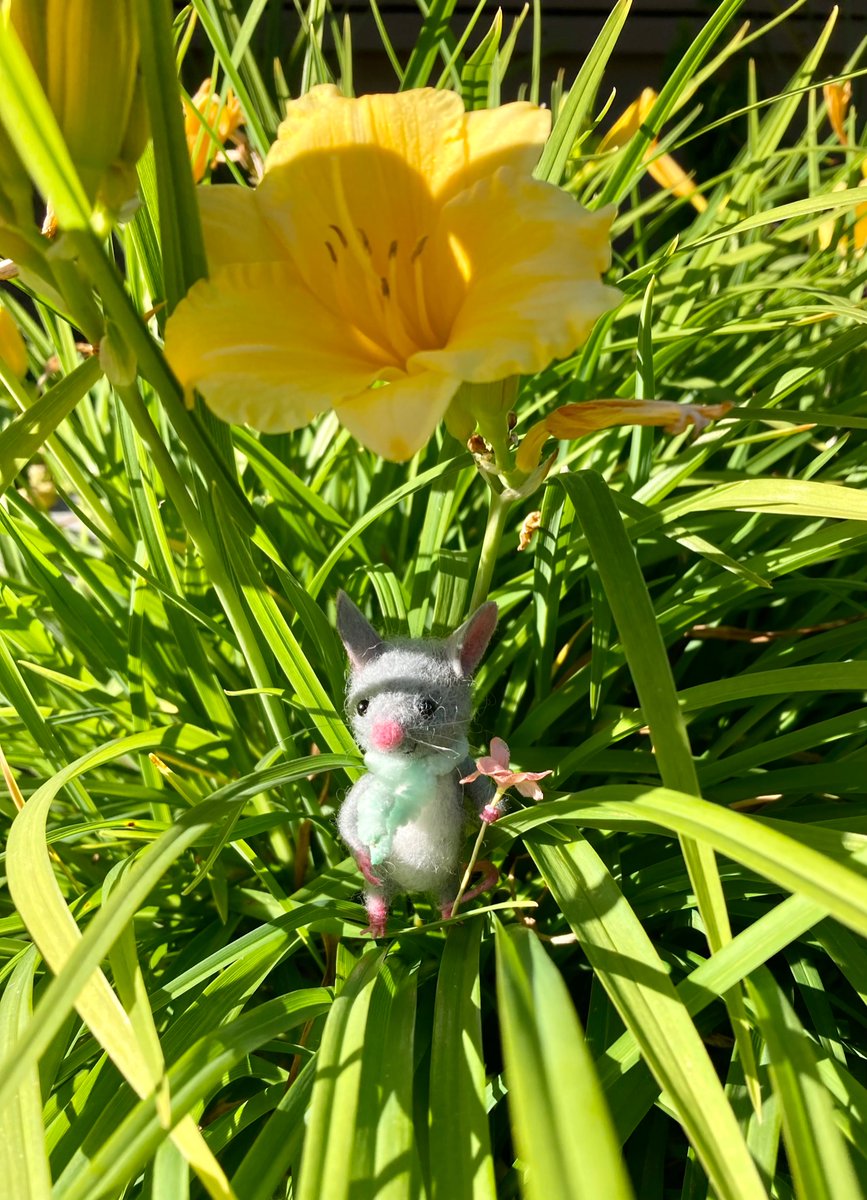 GemmaMouse's tweet photo. Tiny adventure in the day lilies. #tinyadventure #FlowersOnFriday #happy #sunny #summer https://t.co/O2H7M9Tmxr