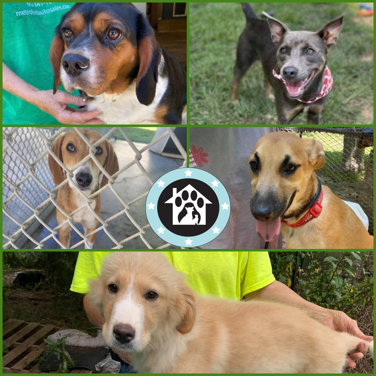 OPH_Rescue's tweet photo. Look at these cuties! These dogs and more are headed to us RIGHT NOW from full shelters in the south... 
Thanks to tall the volunteers who have worked hard to ensure these dogs will find homes!! 🐾 #transportfriday #tgif #adoptdontshop https://t.co/eorT7NnWGo