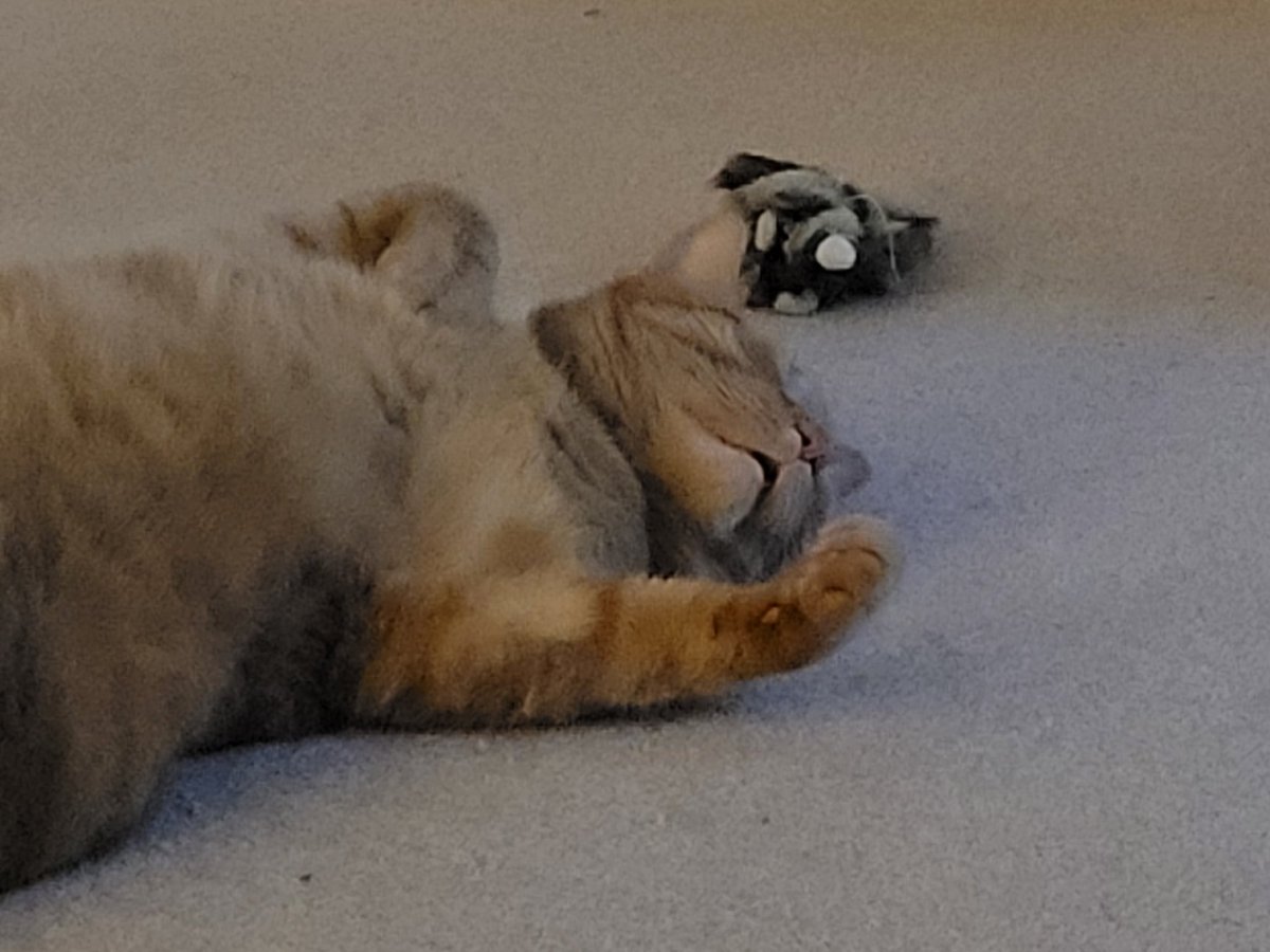 David Rogers tweet media