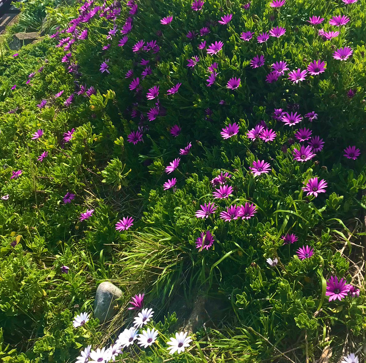 They know it’s their time! 🌸🌸🌸#capedaisies