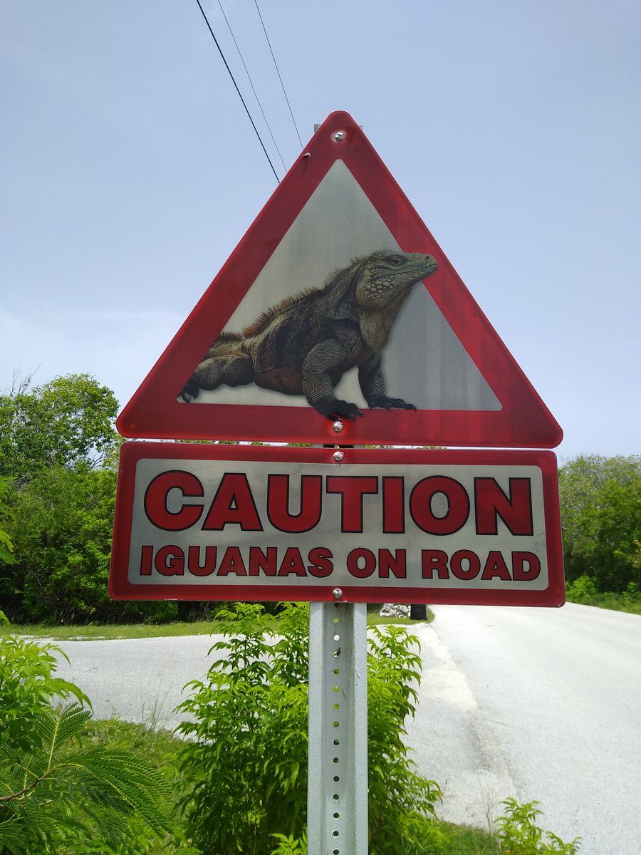 The #SisterIslands have a number of #endemic and native #reptiles, with little known about their current numbers or distributions. Although given the threat from #invasive predators like cats and rats, it’s not likely to be rosy

A wee thread to introduce some of them