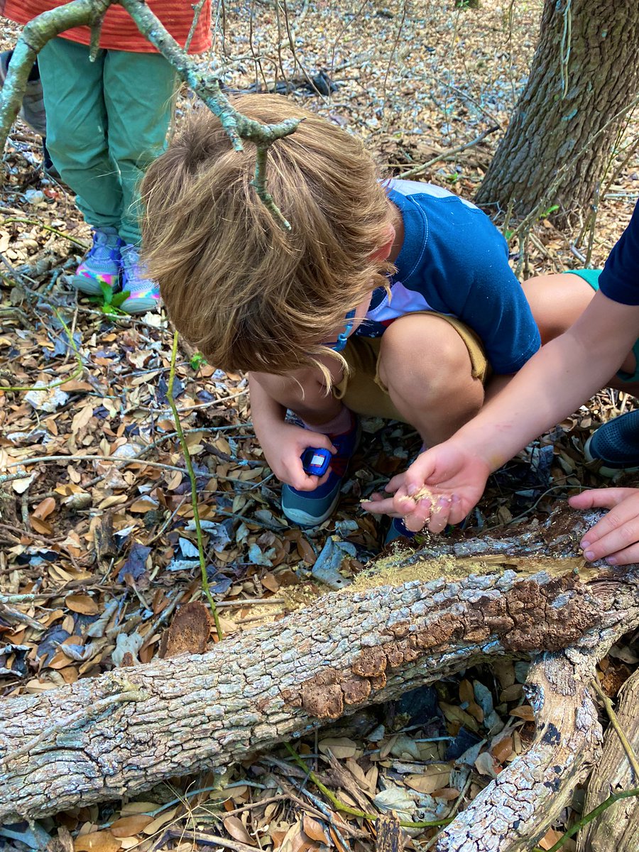 nature hikes  🌱🌼🪵🍄  we learned about a logs life cycle…they play a very important role in the ecosystem