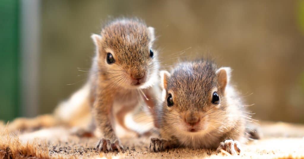 SUEtheTrex's tweet photo. Sigh. Do you want to look at baby squirrels with me? https://t.co/y1HOvHNKpW