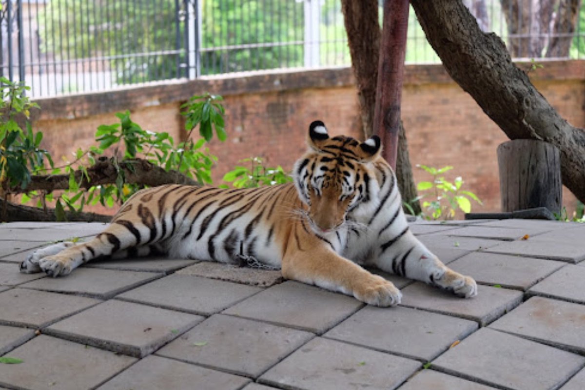 🐯Can clean be... dirty? 🧼 Check out our latest blog post on how deceptive a clean #tiger enclosure can be!⬇️
fortigers.org/post/the-downs… 

#AnimalWelfare