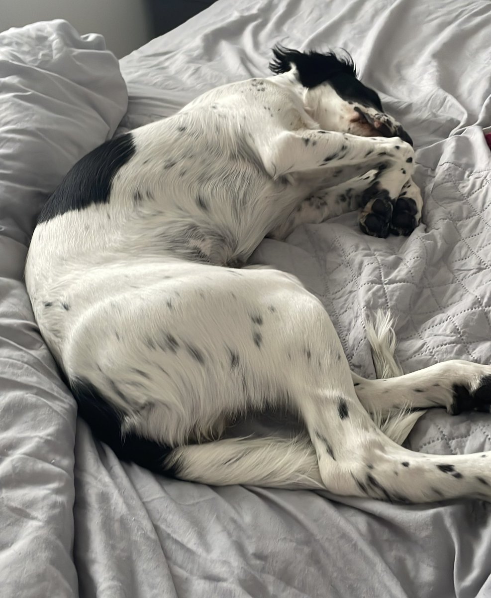Dad <a href="/podnel67/">P OD</a> is away out tonight. Lola is keeping his side of the bed warm for him 🐶😂 #nochanceshesmoving