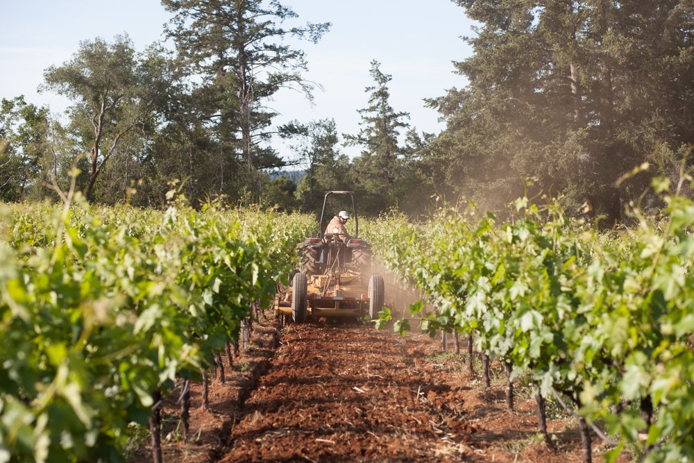 RidgeVineyards's tweet photo. Located on the benchland on the far Eastern edge of Dry Creek Valley, this #vineyard is an ideal place to grow #zinfandel.

Ridge’s #EastBench is produced from vines we planted in 2000 and 2001 and shows the cherry fruit and dusty spice that are the hallmarks of the appellation. https://t.co/cKlpzBzesT
