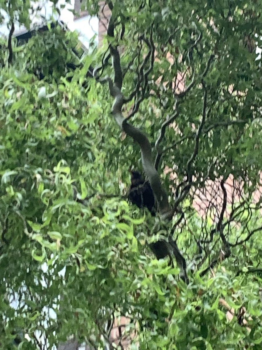 Thomas_Mcfall's tweet photo. @EricTheBirdman any idea what this is? Beak like a blackbird, similar size, but chest like a song thrush. Also very cool feathers out the back. https://t.co/OdBgS4xHdE