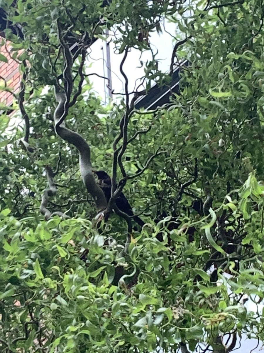 Thomas_Mcfall's tweet photo. @EricTheBirdman any idea what this is? Beak like a blackbird, similar size, but chest like a song thrush. Also very cool feathers out the back. https://t.co/OdBgS4xHdE