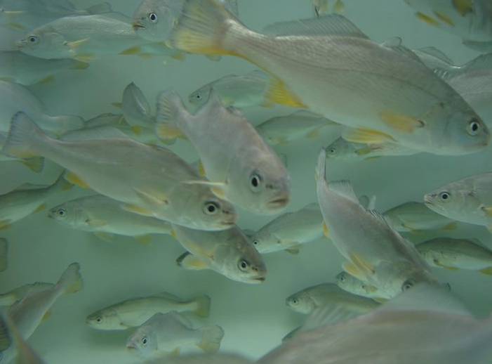 IPacuicultura's tweet photo. El proyecto #PROAQUA dirigido a la obtención de una nueva generación de alimentos para peces, seleccionado por el Programa BIP Proof de @UPorto https://t.co/VqPPo8ykcy #acuicultura https://t.co/8noVi9LN6Z