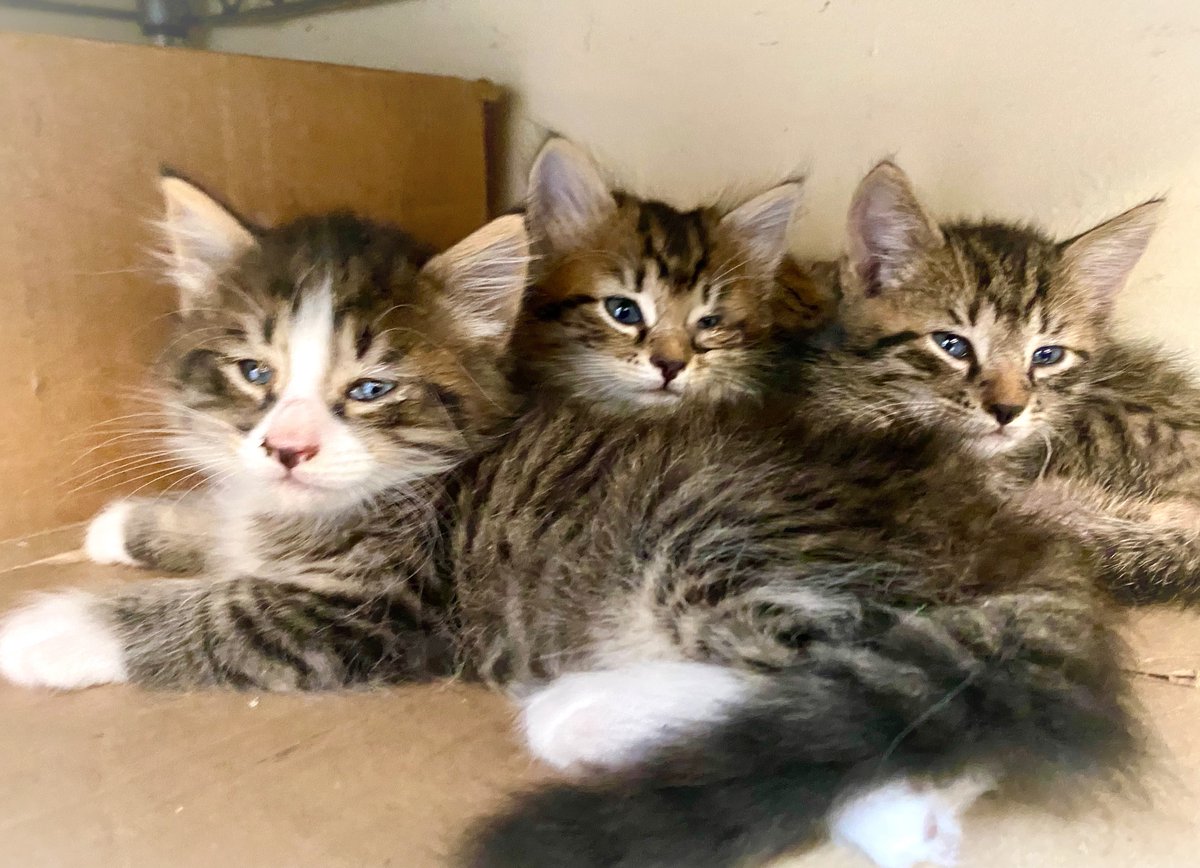 TheInnAtCelebr1's tweet photo. We found 21 surprise kittens in our barn this spring! Thank you to the folks who adopted 19 of them. We are seeking loving homes for the last 2! They are furry little gray tabbies - one male, one female. Ready to go in 1-2 weeks. Interested? #kittens #adoptme #kittengate https://t.co/aErZx3M7wP