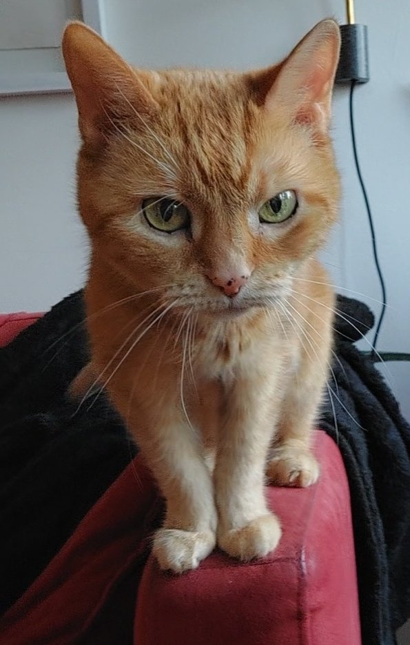 PaavotheCat tweet media