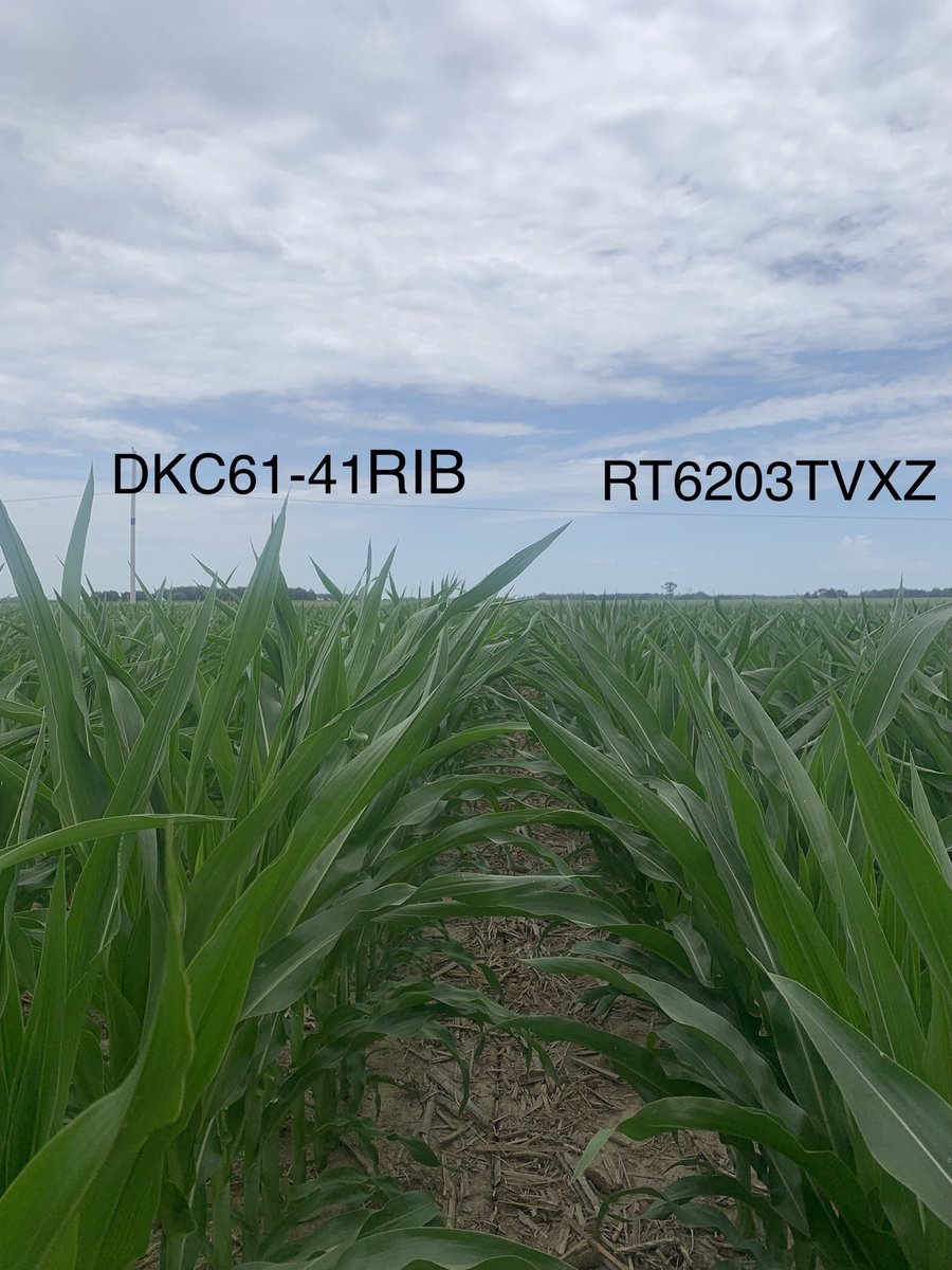 DKAS_NIN's tweet image. #ShortStatureCorn trials in N IN are starting to show a height difference compared to products like DKC61-41RIB. The #SmartCornSystem will provide protection with better standability, allow full season access for #Delaro apps, &amp;amp; the yield potential you expect from @Asgrow_DEKALB!
