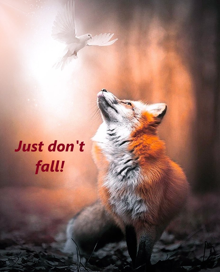 FoxYug tweet picture