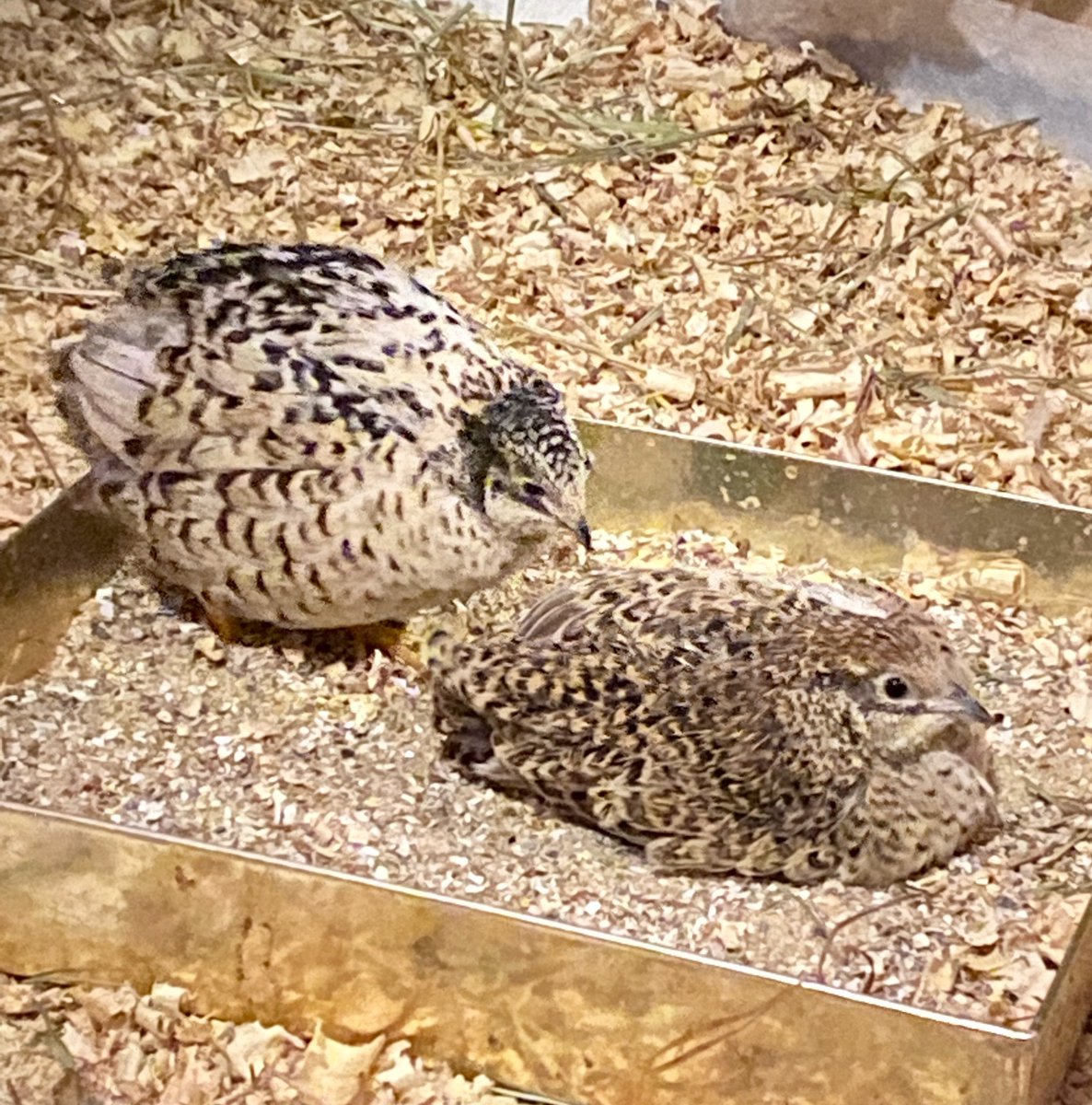 Indy thought that Millie could do with a little bit of a preen, luckily she was there to assist! 🥰
#bird #birds #birdlover #quail #birdwatching #birdphotography