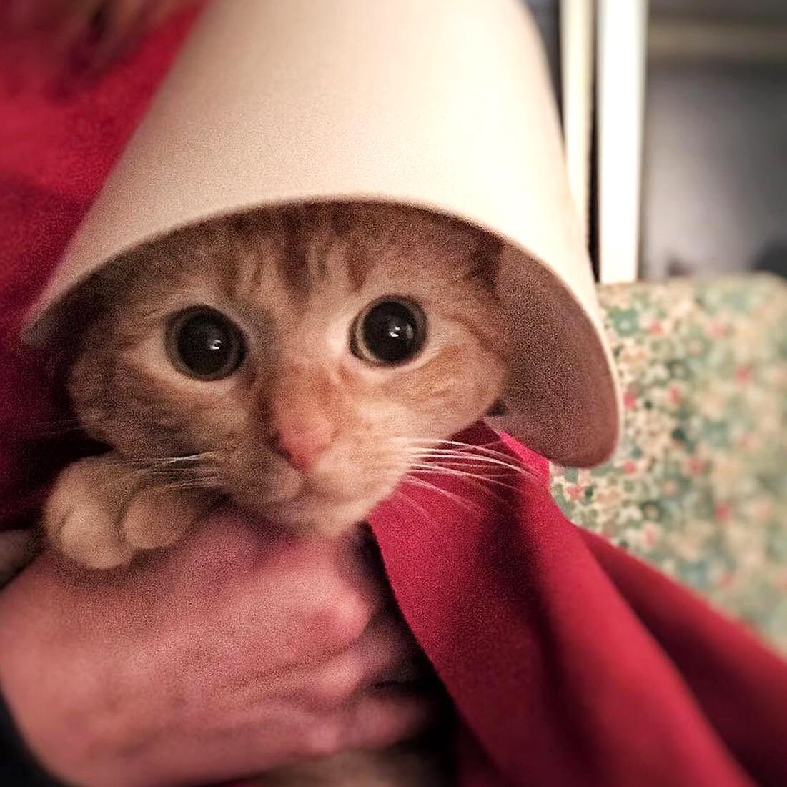 TheOvalPawffice's tweet image. 🐾 Oh my paw! Welcome to Gilead…