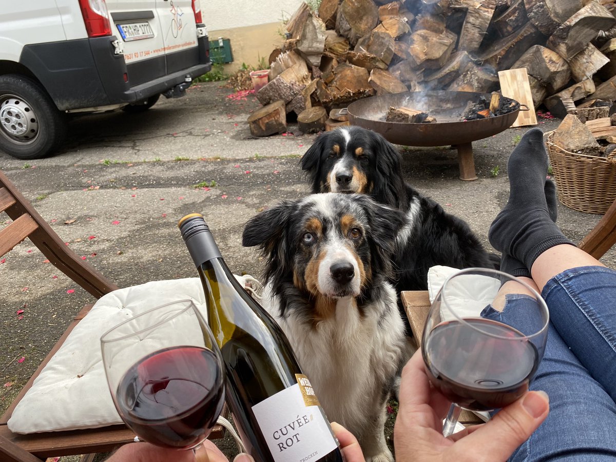 usakathrin's tweet photo. Happy Friday 

Ein kleiner Spaziergang mit anschließender Verköstigung 🤪

#happyfriday #wanja #australienshepherd #siblings #Alwin #dogs #redwinelover #redcuvee #wein #wine #weinundhof #feierabend #wochenende #huegelheim https://t.co/Dlpy9HAUED
