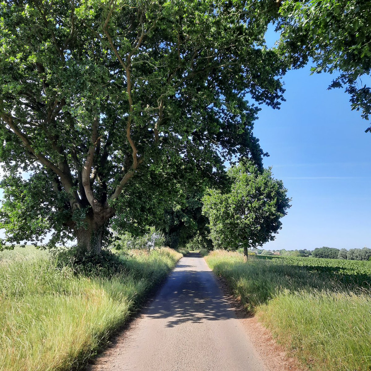 laybakpak's tweet photo. Sunny days in the Suffolk lanes ahead of our next show, the @DevonCountyShow 30th June to 2nd July- another chance for lots of visitors to experience Laybakpak for the first time.
#laybakpakoutdoors
#westcountry https://t.co/tsXJSKuwBV