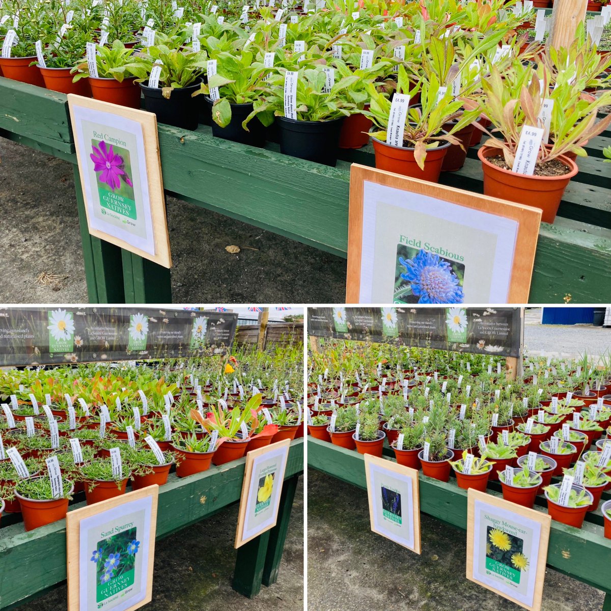 grow_ltd's tweet photo. Fantastic selection of Guernsey Native plants available @grow_ltd! Our crew have done an excellent job of potting them on into peat free compost &amp; caring for them, ready for sale in conjunction with @LaSocieteG 🌱🪴#guernseytogether #conservation #disabilitynotinability https://t.co/nJsvFKuWSm