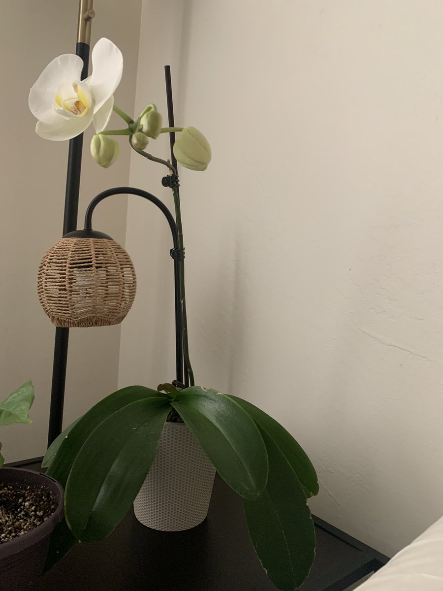 fckjsun's tweet image. Just a proud plant papi. got my orchid to bloom