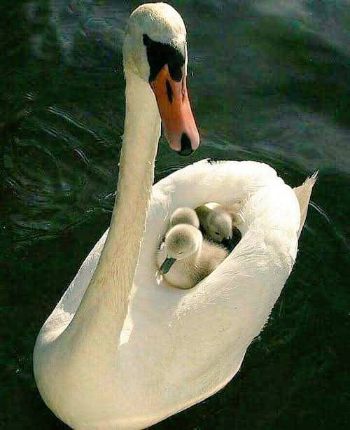 Elizabeth (@elizabe71655791) on Twitter photo 