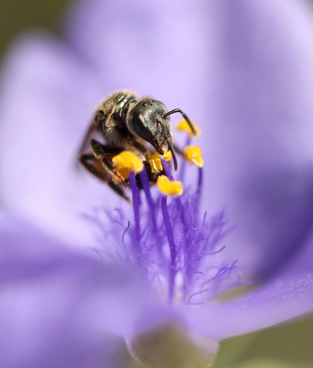 PolkCCB's tweet photo. 571 million pounds of honey were consumed in 2020. So thank a #Pollinator for their contribution. #PollinatorWeek ��

📸: Kristie Burns https://t.co/L3b7fZuRqC