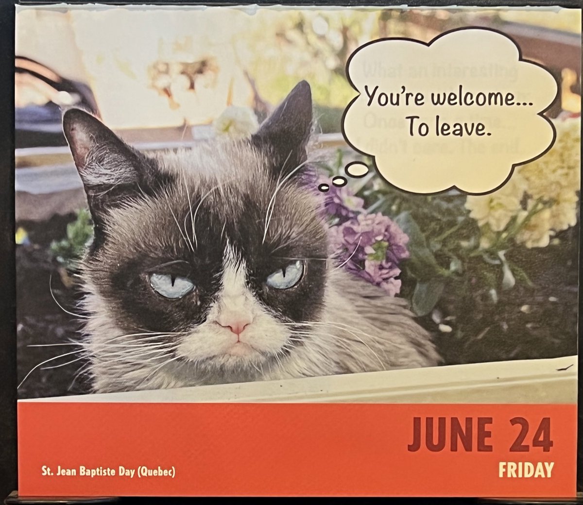 ToreeMcGee's tweet photo. This is what we should all say to SCOTUS after the bullshit today. #grumpycat #dailygrump https://t.co/DDpH4ZYs9Z