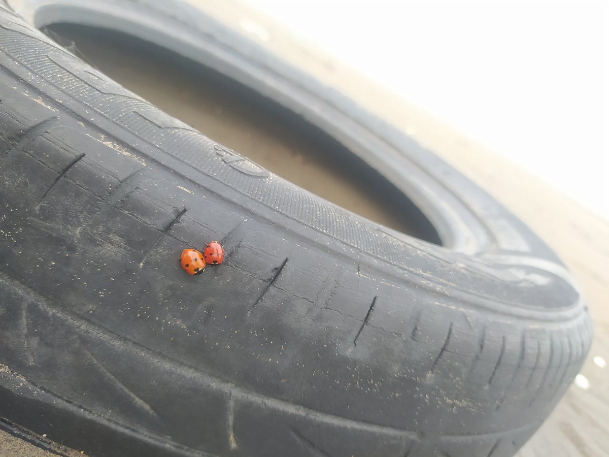 چون بابام میگه زری♡︎ tweet media