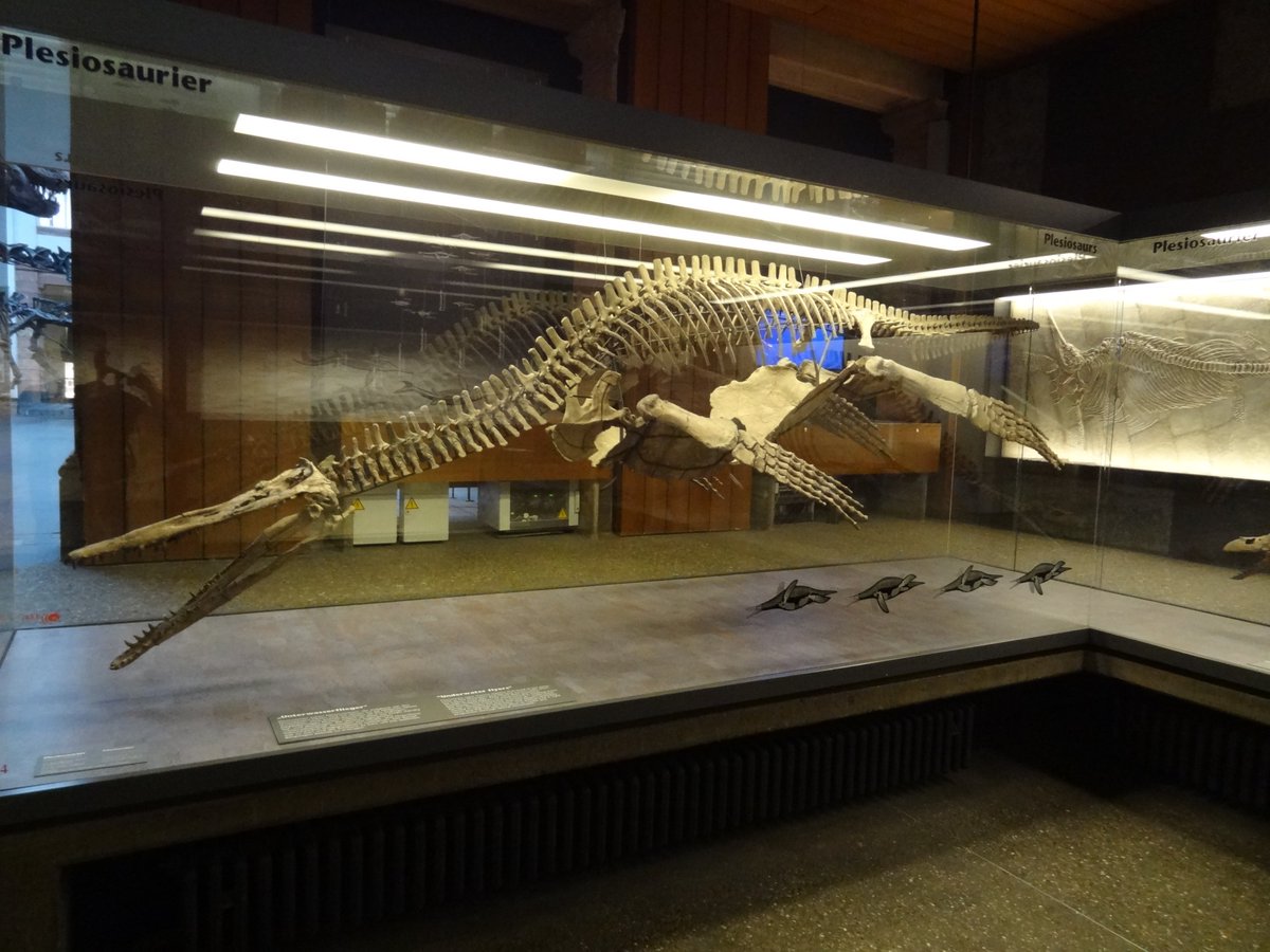 MarkusBhler10's tweet photo. It´s again #Fossilfriday, what´s a good chance to share this photos of #Peloneustes philarchus from the Middle Jurassic of Peterborough, pics taken in @Senckenberg Museum. #Pliosaur #Plesiosaur https://t.co/DjTl8yLslc