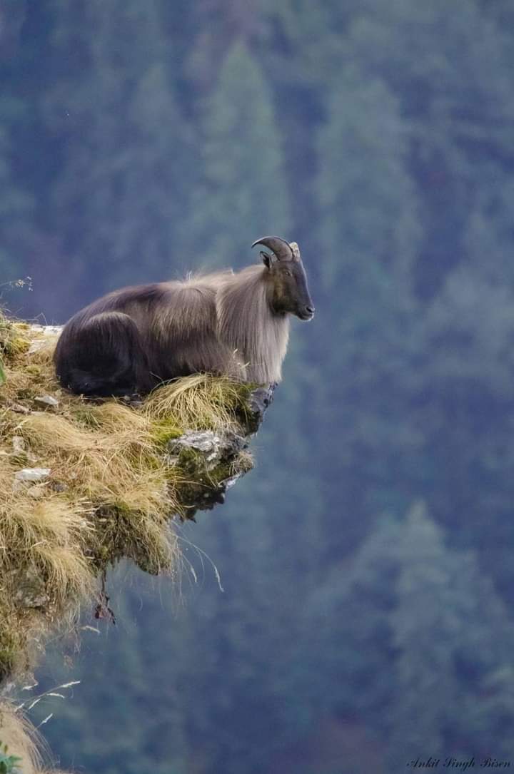 🐐 Uçurumun kenarında oturan bir Himalaya Keçisi. (Tahr)