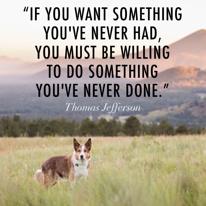 KamaAgility's tweet photo. We're Changing the Way You Can Join the Club! - https://t.co/KgNyvzhA1s https://t.co/Cpvgco6kT2