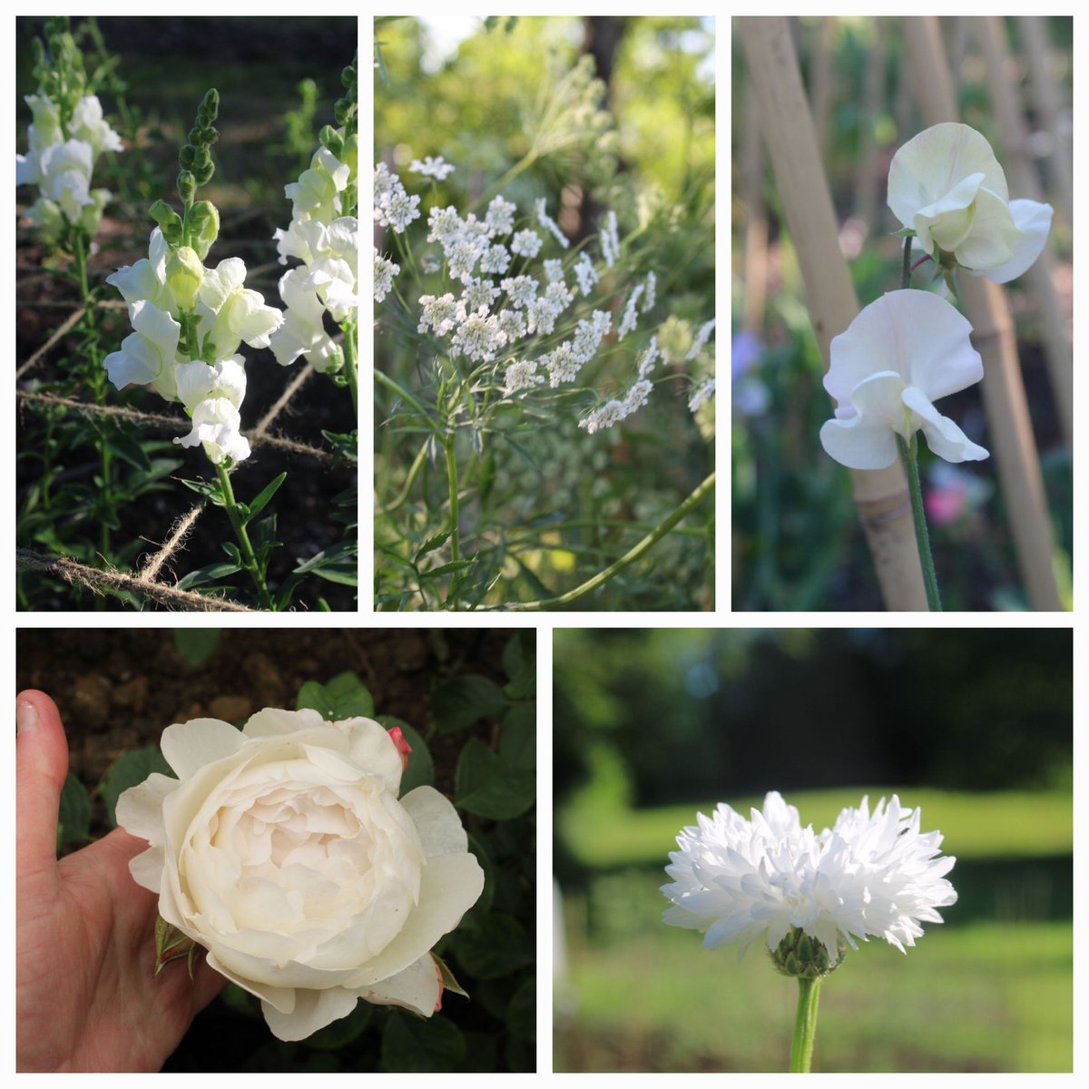 Whites in the garden this week! Snapdragons, Ammi majus, Sweet pea (lost the label!), Rose Desdemona & Cornflower Snowman #fiveonfriday #fridayfive #gardenflowers #cuttinggarden