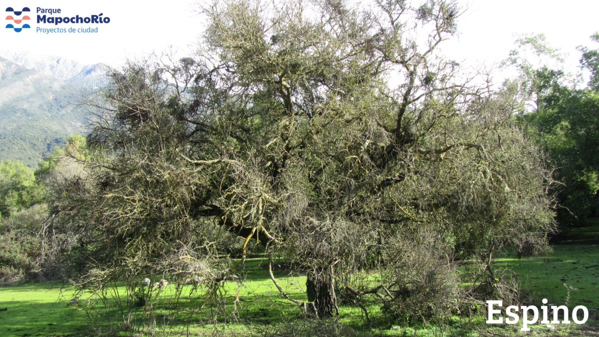 MapochoRio's tweet photo. #MapochoRio será el principal pulmón verde del sector poniente de Santiago. Miles de árboles nuevos llegarán a #CerroNavia y #QuintaNormal, considerando tanto ejemplares nativos como introducidos. Entre los primeros, destacan el peumo, la palma chilena, el espino y el quillay. https://t.co/Yrg2BRXuPQ