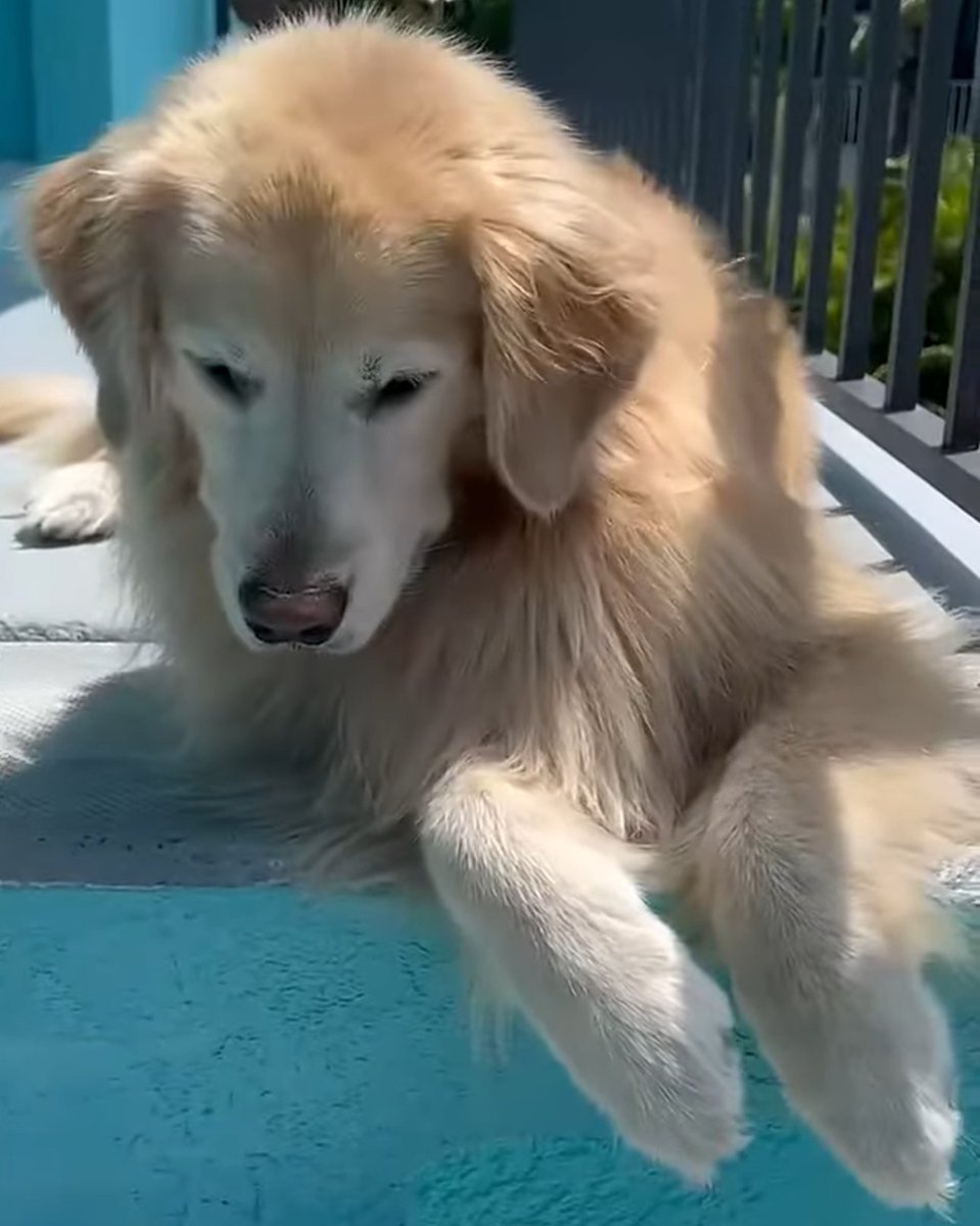 Venk Close-up tweet media