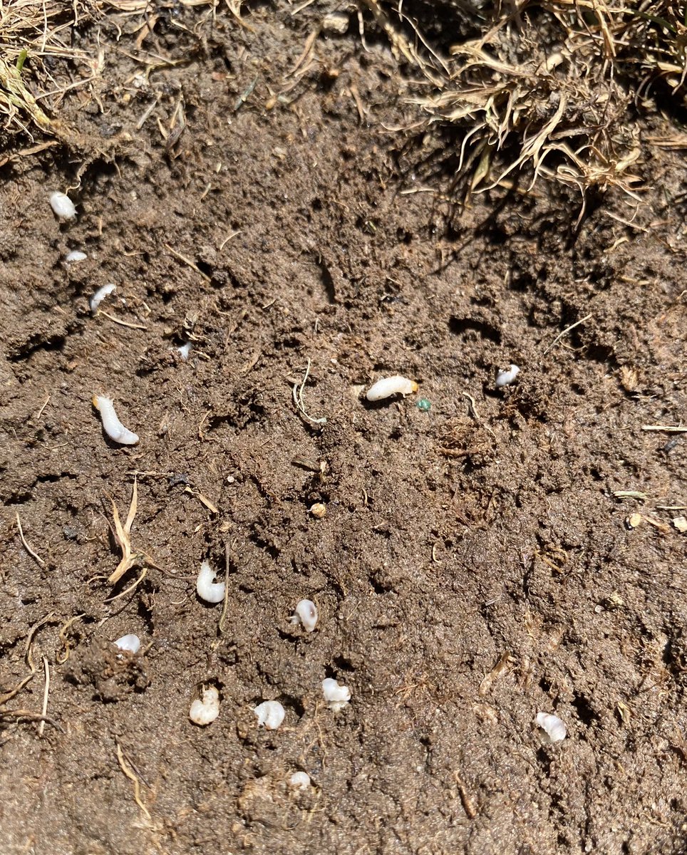 nikki hendrickson tweet media