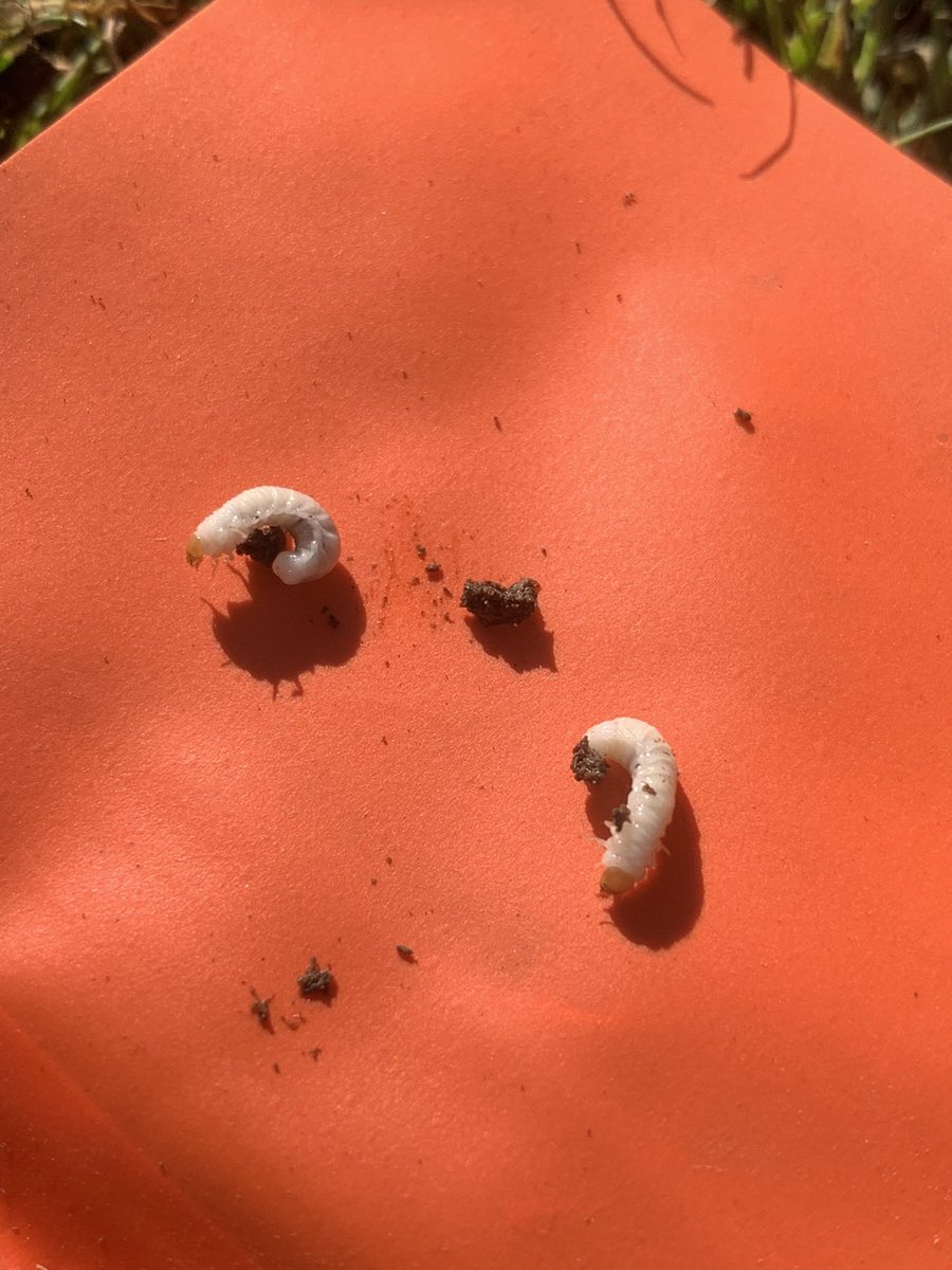 nikki hendrickson tweet media