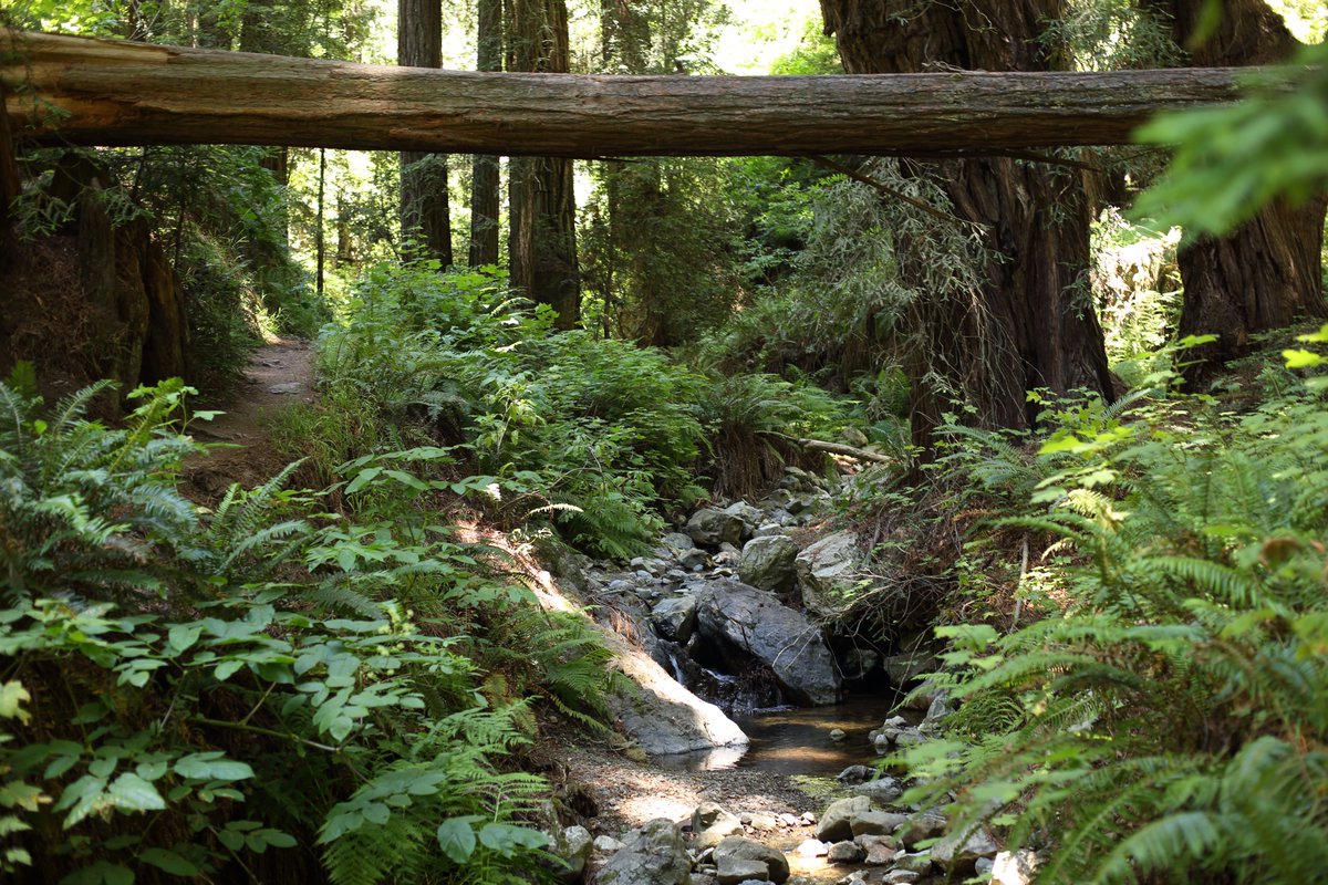 KarialtPhoto's tweet photo. Mt. Tamalpais https://t.co/mNP2eSDqE2