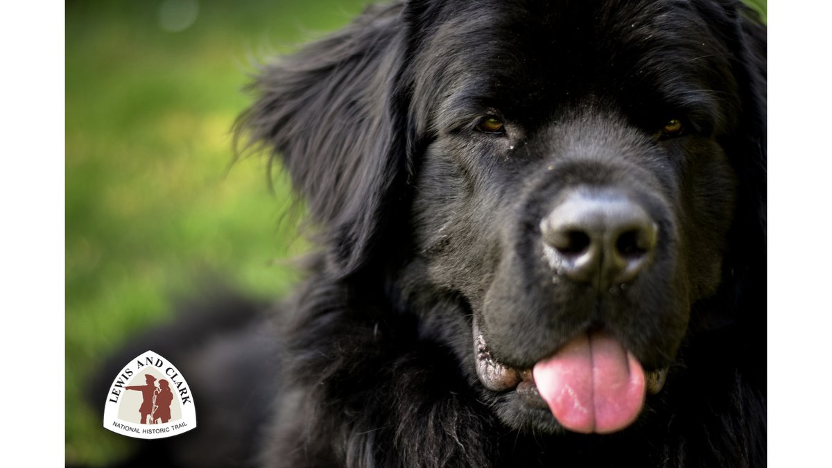 Just because it’s Friday…and we realize we haven’t posted anything about Seaman in a long time… We hope this handsome Newfoundland friend will brighten your day and weekend! Photo: CC BY-SA 2.0/Brad Geddes